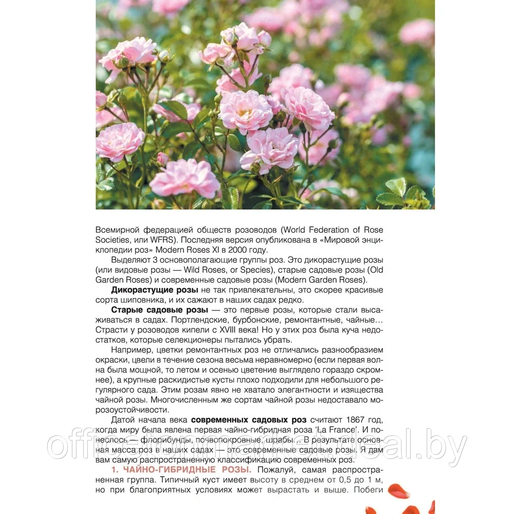 Книга "Сад любимых цветов с Ларисой Кочелаевой", Лариса Кочелаева - фото 8 - id-p204728051