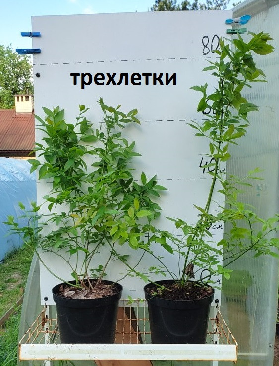Саженцы голубики сорта "Эллиот". 3-летка