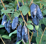 БЛЮ БАНАНА (Жимолость), фото 2