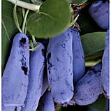 БЛЮ БАНАНА (Жимолость), фото 3