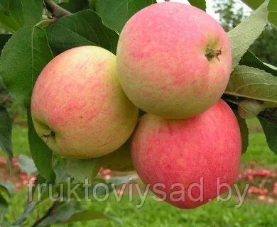 Саженцы яблони сорт Мечта - фото 1 - id-p7398537
