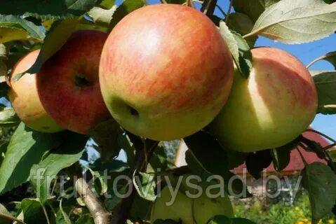 Саженцы яблони сорт Мечта - фото 3 - id-p7398537