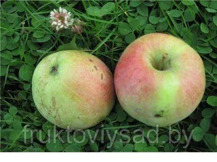 Саженцы яблони сорт Медуница - фото 1 - id-p7398550