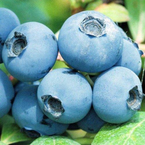 БОНУС (Голубика)