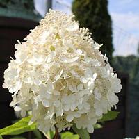 Grandiflora ГРАНДИФЛОРА (Гортензия метельчатая) 3л