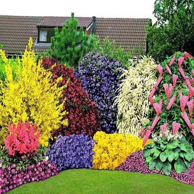 Декоративно-цветущие кустарники