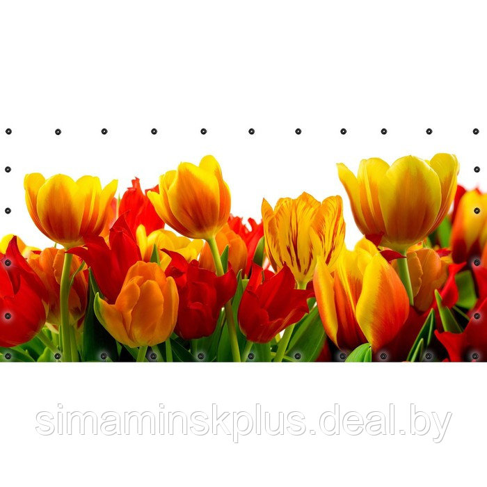 Фотосетка, 314 × 155 см, с фотопечатью, люверсы шаг 0.3 м, «Крупные тюльпаны» - фото 1 - id-p213430670