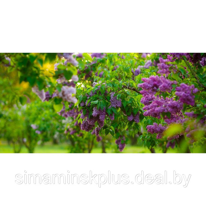 Фотосетка, 320 × 155 см, с фотопечатью, «Сиреневый сад» - фото 1 - id-p213430296