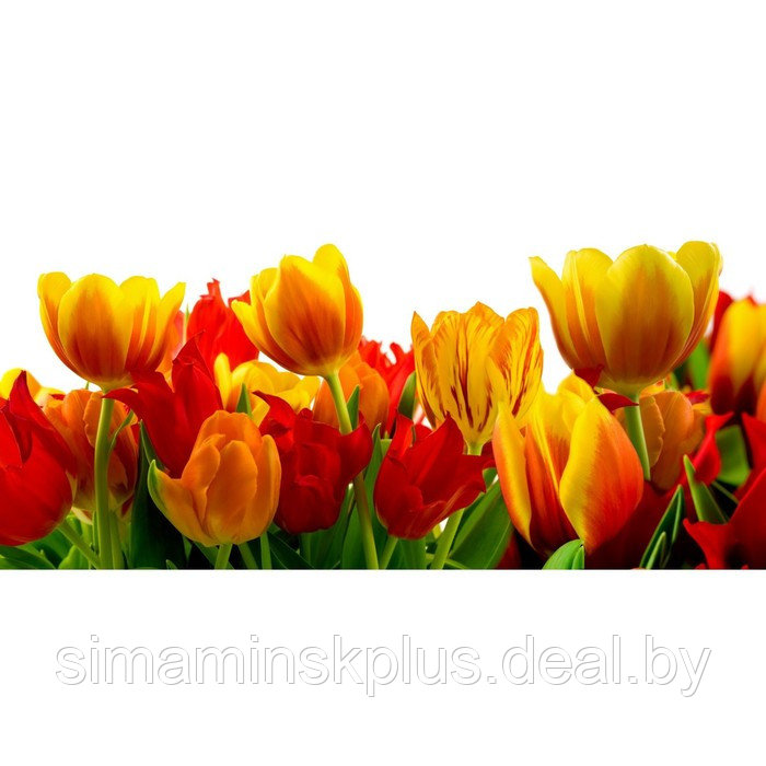 Фотосетка, 320 × 155 см, с фотопечатью, «Крупные тюльпаны» - фото 1 - id-p213430332