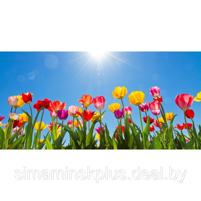 Фотосетка, 320 × 155 см, с фотопечатью, «Нежные тюльпаны» - фото 1 - id-p213430338