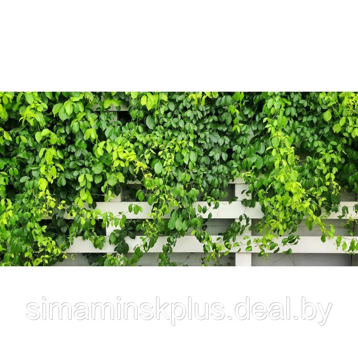 Фотосетка, 320 × 155 см, с фотопечатью, «Зелень на белом штакетнике» - фото 1 - id-p213430422