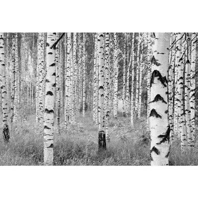 Фотообои флизелиновые Komar Woods XXL4-023 3,68х2,48 м - фото 1 - id-p213477451