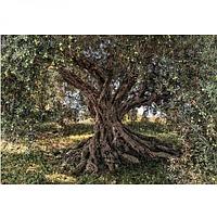 Фотообои бумажные Komar Olive Tree 8-531 3,68х2,54 м