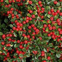 Кизильник Урсинов (Cotoneaster Ursynov), С3