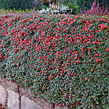 Кизильник Урсинов (Cotoneaster Ursynov), С3, фото 2