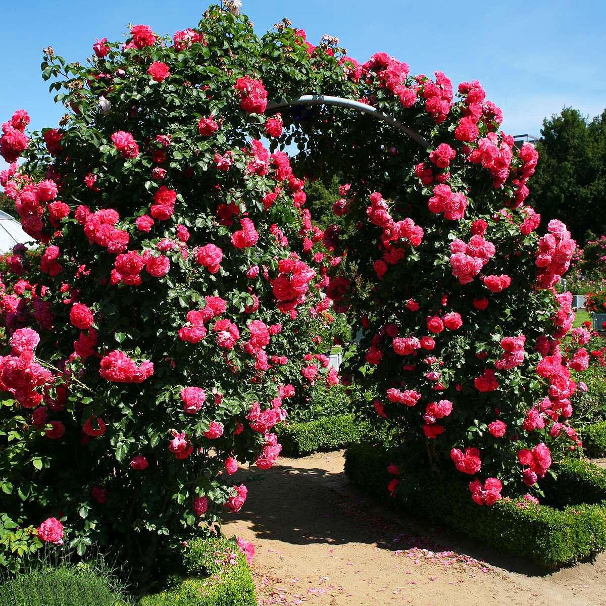 Роза Розариум Ютерсен (Rosarium Uetersen), P9 - фото 2 - id-p213521487