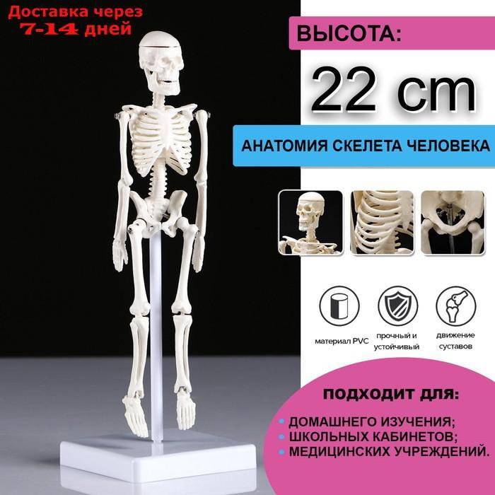 Макет "Скелет человека" 22см - фото 1 - id-p213590329