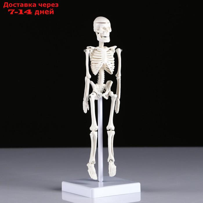 Макет "Скелет человека" 22см - фото 2 - id-p213590329