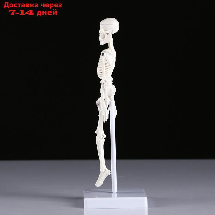 Макет "Скелет человека" 22см - фото 3 - id-p213590329