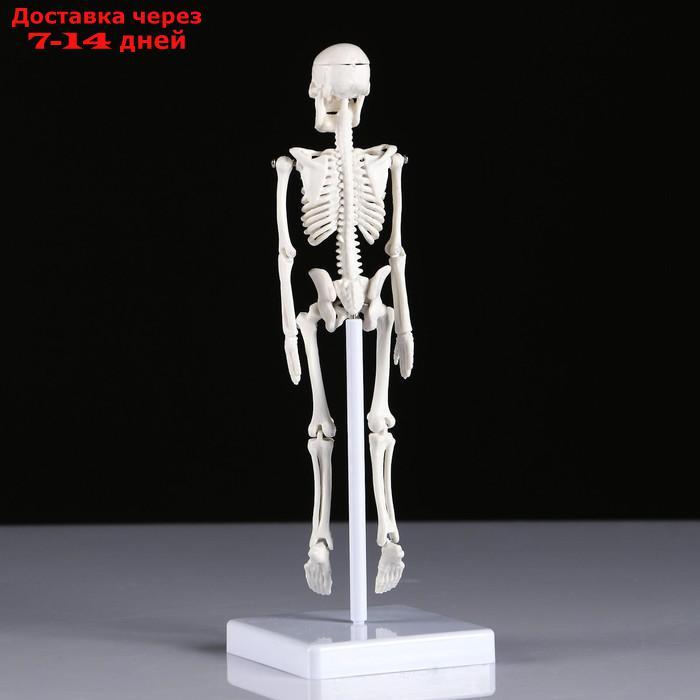 Макет "Скелет человека" 22см - фото 4 - id-p213590329