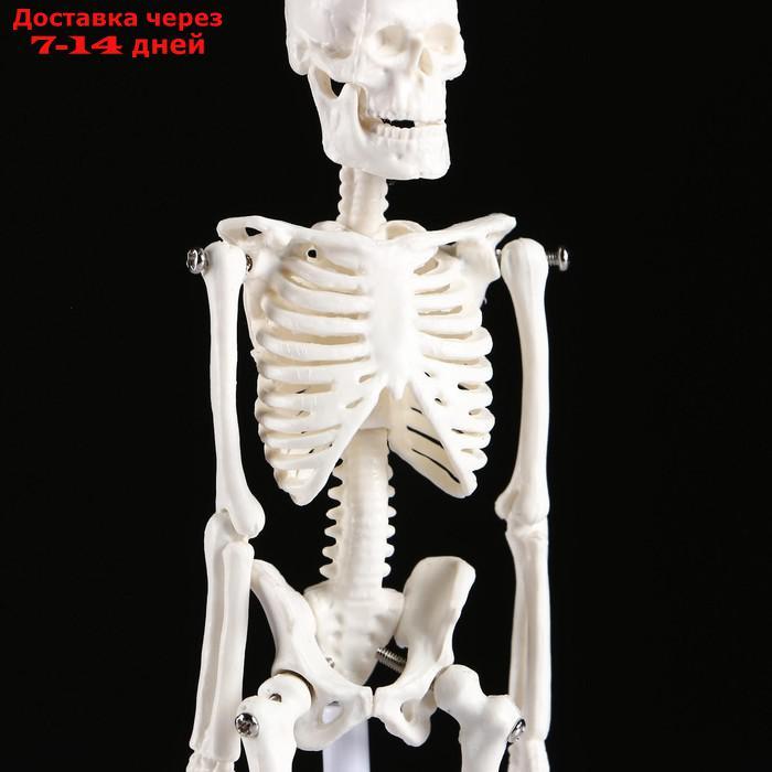 Макет "Скелет человека" 22см - фото 5 - id-p213590329