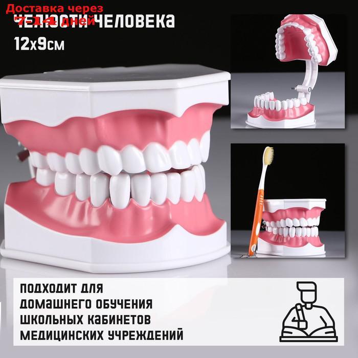 Макет "Челюсти человека" 12*9см - фото 1 - id-p213590332