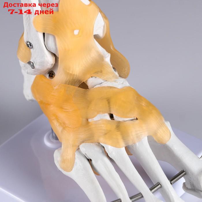 Макет "Голенностопный сустав человека" 21*20см - фото 4 - id-p213590335