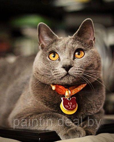 Рисование по номерам "Британский кот" картина - фото 5 - id-p213921912