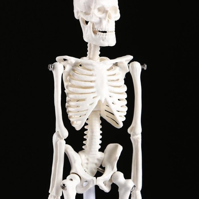 Макет "Скелет человека" 22см - фото 5 - id-p213940038