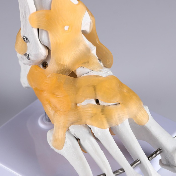 Макет "Голенностопный сустав человека" 21*20см - фото 4 - id-p213940047