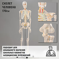 Макет "Скелет человека" 170см