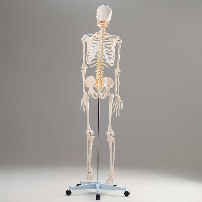 Макет "Скелет человека" 170см - фото 2 - id-p213940049