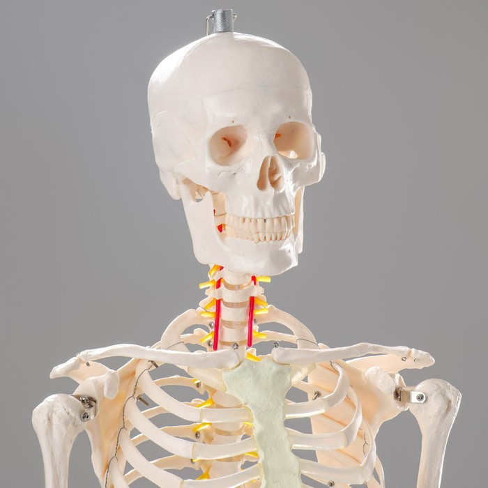 Макет "Скелет человека" 170см - фото 3 - id-p213940049