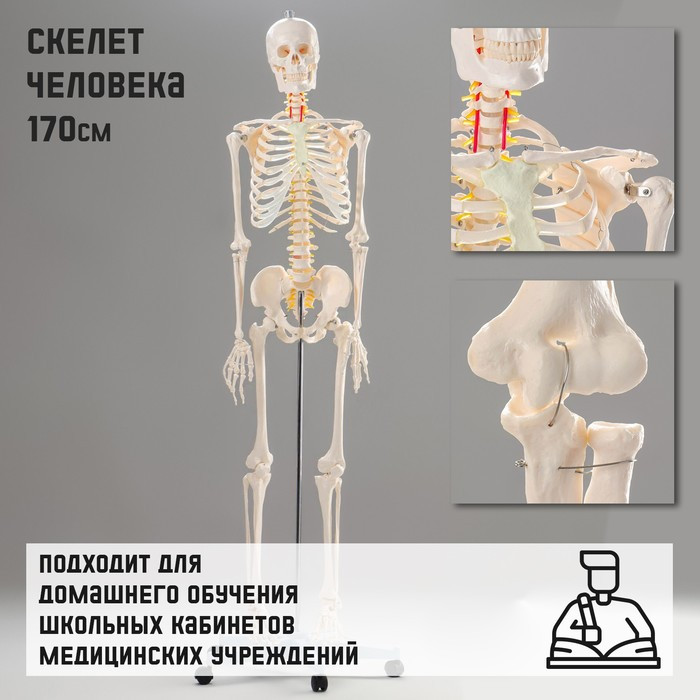 Макет "Скелет человека" 170см - фото 1 - id-p213942318