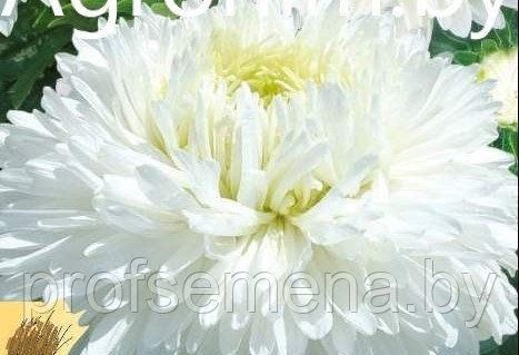 Астра карликовая Белая Красавица, семена, 0,3гр., Польша, (сдв) - фото 2 - id-p214039866