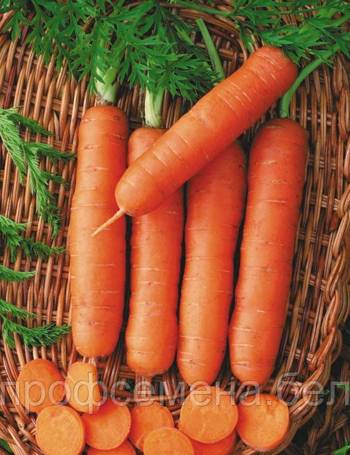 Морковь Без сердцевины, семена, 2гр, Польша, (сдв) - фото 1 - id-p214045364