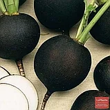 Редька зимняя круглая Чёрная, семена, 2гр, Польша (сдв), фото 2