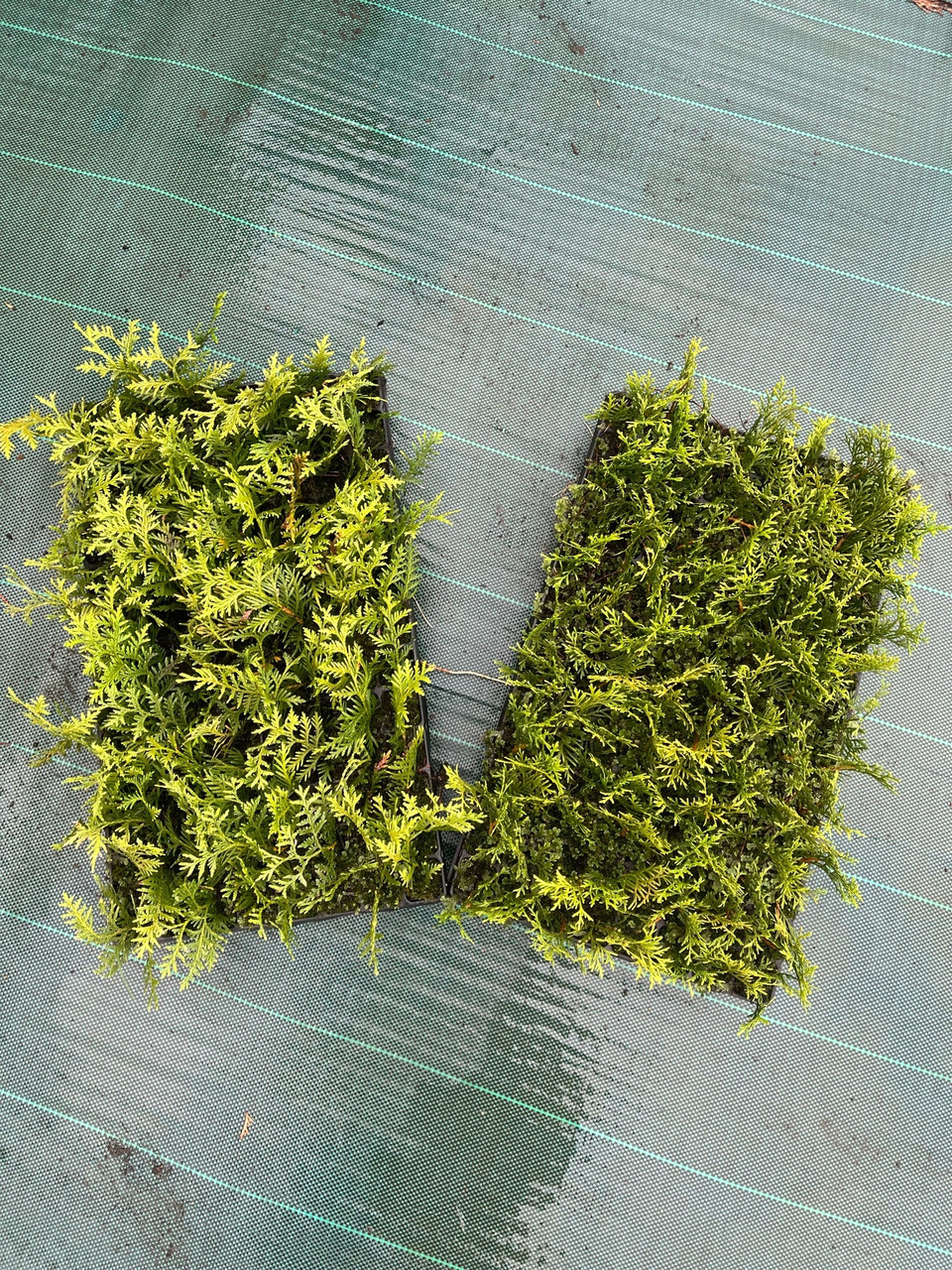 Смарагд туя западная: саженцы, черенки Мультиплата