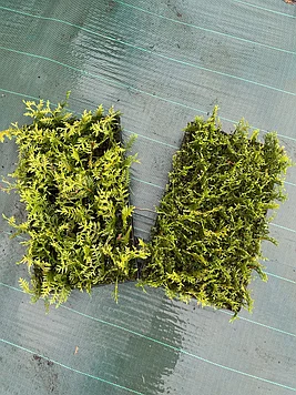 Смарагд туя западная: саженцы, черенки Мультиплата