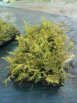 Саженцы Туи Глобоза Ауреа 10 см Мультиплата (104 шт)