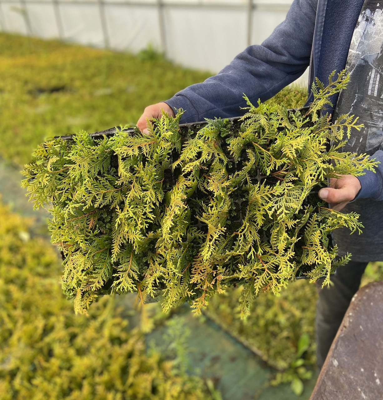 Саженцы Туи Вудварди 10 см Мультиплата (104 шт)