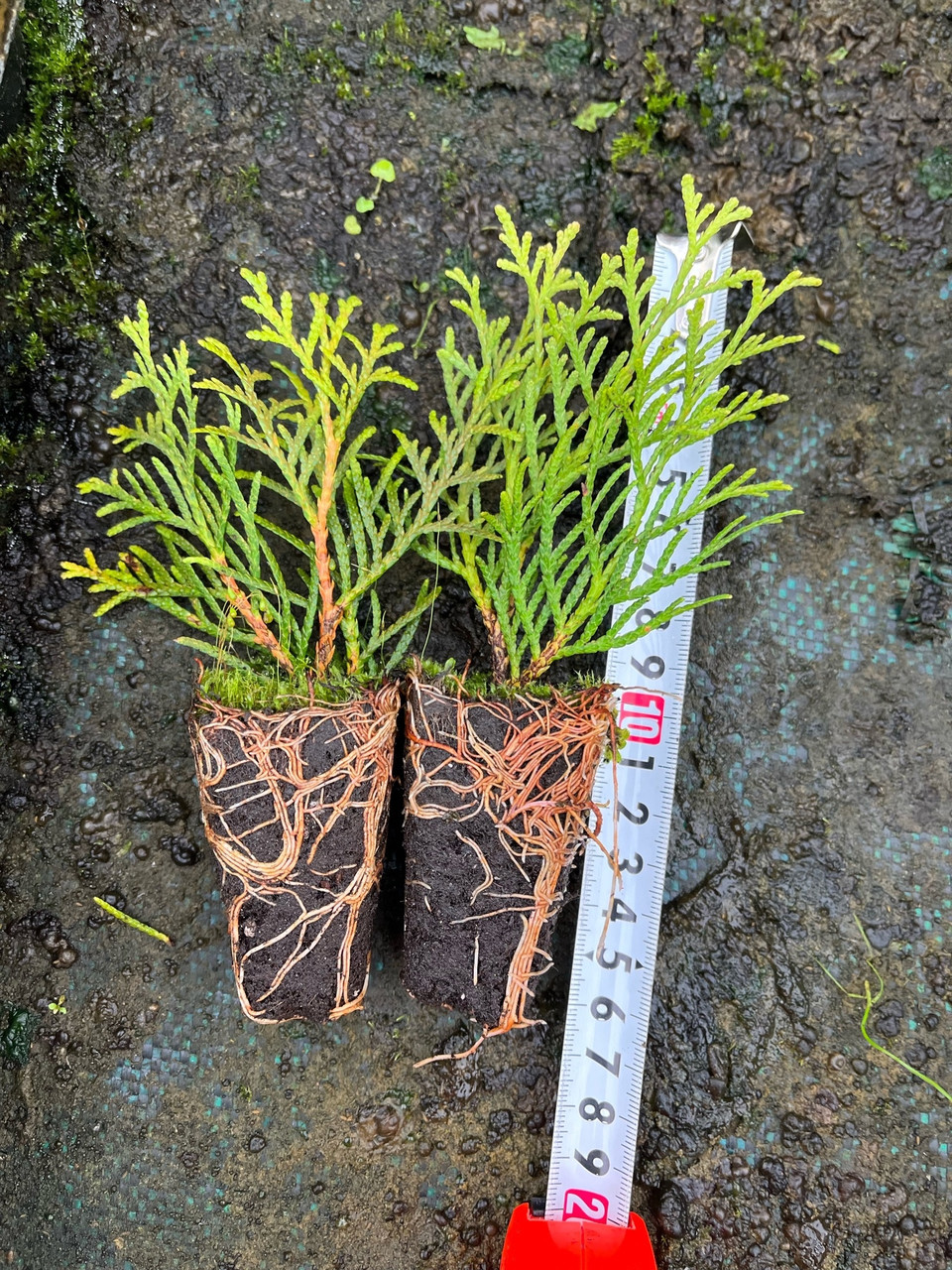 Саженцы Туи Смарагд 10-15 см Мультиплата (104 шт)