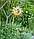 Фонарь садовый ЧУДЕСНЫЙ САД 322 "Ясно солнышко" на солнечной батарее, металл/пластик, фото 3