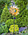 Фонарь садовый ЧУДЕСНЫЙ САД 322 "Ясно солнышко" на солнечной батарее, металл/пластик, фото 5