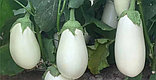 Баклажан Розан F1, семена, 5 шт., Minami Seeds, (чп), фото 2