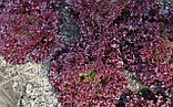 Салат Ломи F1, семена, 20 семян, Россия, (чп), фото 2