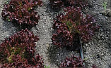 Салат Ломи F1, семена, 20 семян, Россия, (чп), фото 4