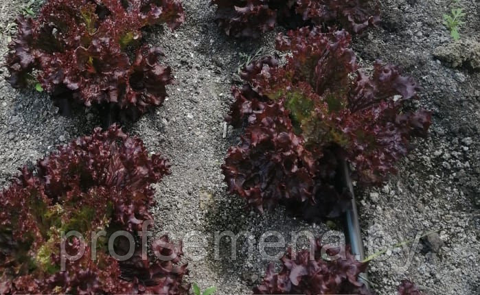 Салат Ломи F1, семена, 20 семян, Россия, (чп) - фото 4 - id-p214390562