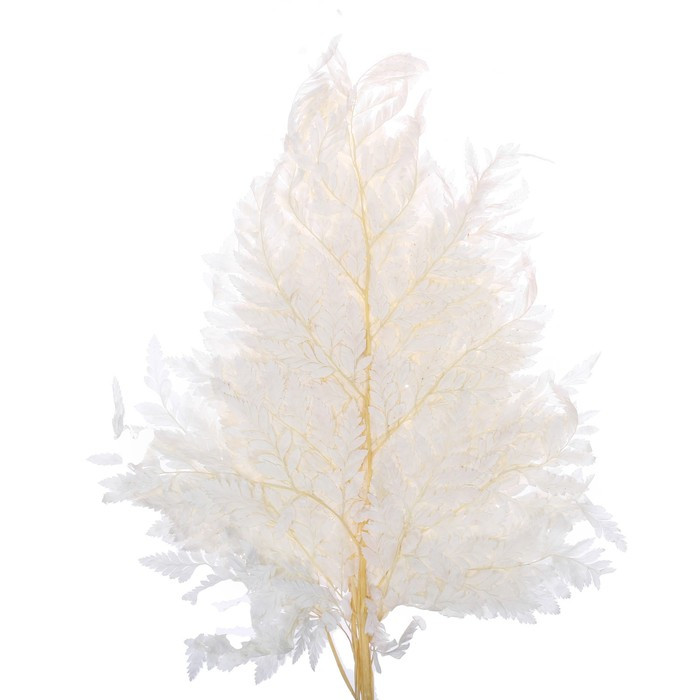 Сухоцвет «Папоротник», белый, 10 шт. в упаковке - фото 2 - id-p214395004