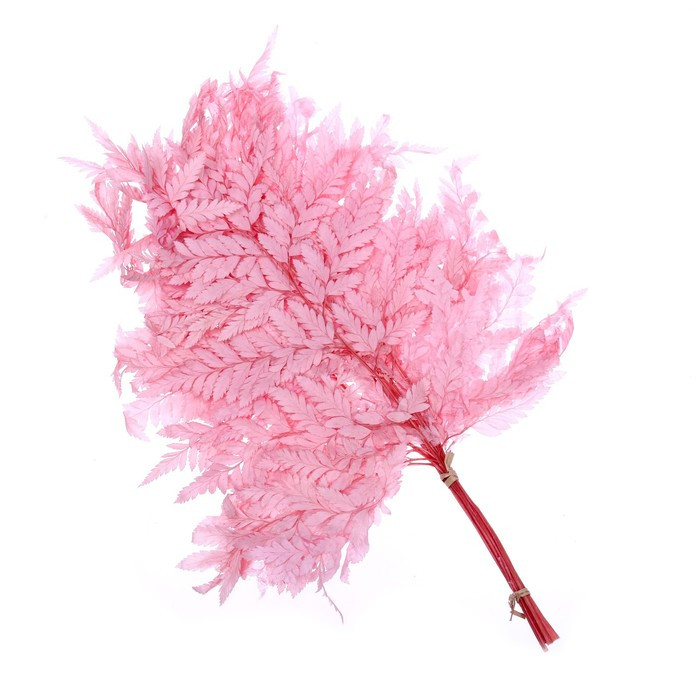 Сухоцвет «Папоротник», розовый, 10 шт. в упаковке - фото 3 - id-p214395005